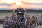 standard poodle in the heather
