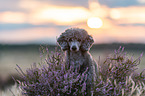 standard poodle in the heather