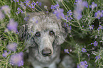 standard poodle between lavender