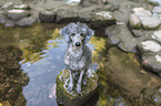 sitting standard poodle