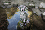sitting standard poodle