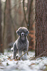 standard poodle in the snow