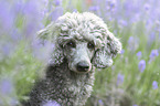 standard poodle between lavender