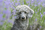 standard poodle between lavender