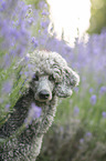 standard poodle between lavender