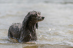 standard poodle