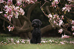 sitting Royal Standard Poodle