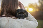 Royal Standard Poodle Puppy