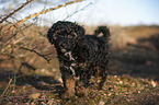 Royal Standard Poodle Puppy