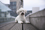lying Royal Standard Poodle