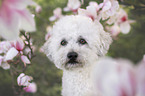 Royal Standard Poodle Portrait