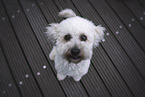 sitting Royal Standard Poodle