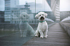 sitting Royal Standard Poodle