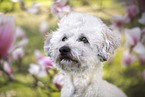 Royal Standard Poodle Portrait