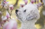 Royal Standard Poodle Portrait
