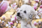 Royal Standard Poodle Portrait