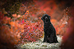 sitting Royal Standard Poodle