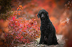 sitting Royal Standard Poodle