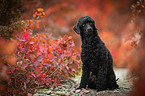 sitting Royal Standard Poodle