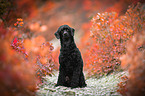 sitting Royal Standard Poodle
