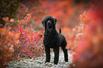 Royal Standard Poodle