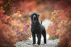 Royal Standard Poodle