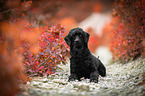 lying Royal Standard Poodle