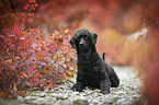 lying Royal Standard Poodle