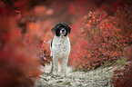 Royal Standard Poodle