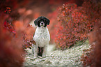 sitting Royal Standard Poodle