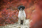 sitting Royal Standard Poodle