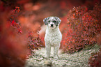 Royal Standard Poodle