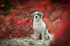 sitting Royal Standard Poodle