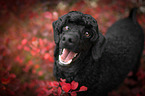 Royal Standard Poodle Portrait