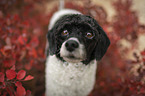 Royal Standard Poodle Portrait