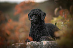 lying Royal Standard Poodle