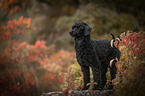 Royal Standard Poodle