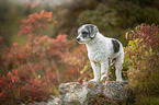 Royal Standard Poodle