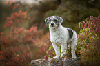 Royal Standard Poodle