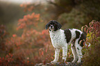 Royal Standard Poodle