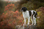 Royal Standard Poodle