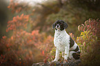 sitting Royal Standard Poodle