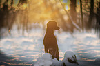 Royal Standard Poodle