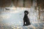 sitting Royal Standard Poodle