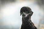 Royal Standard Poodle Portrait