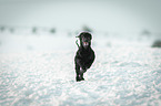 running Royal Standard Poodle