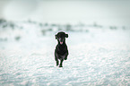running Royal Standard Poodle