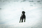 Royal Standard Poodle