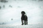 Royal Standard Poodle