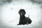 lying Royal Standard Poodle